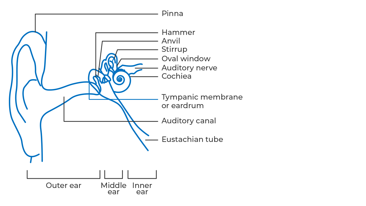 Human Ear