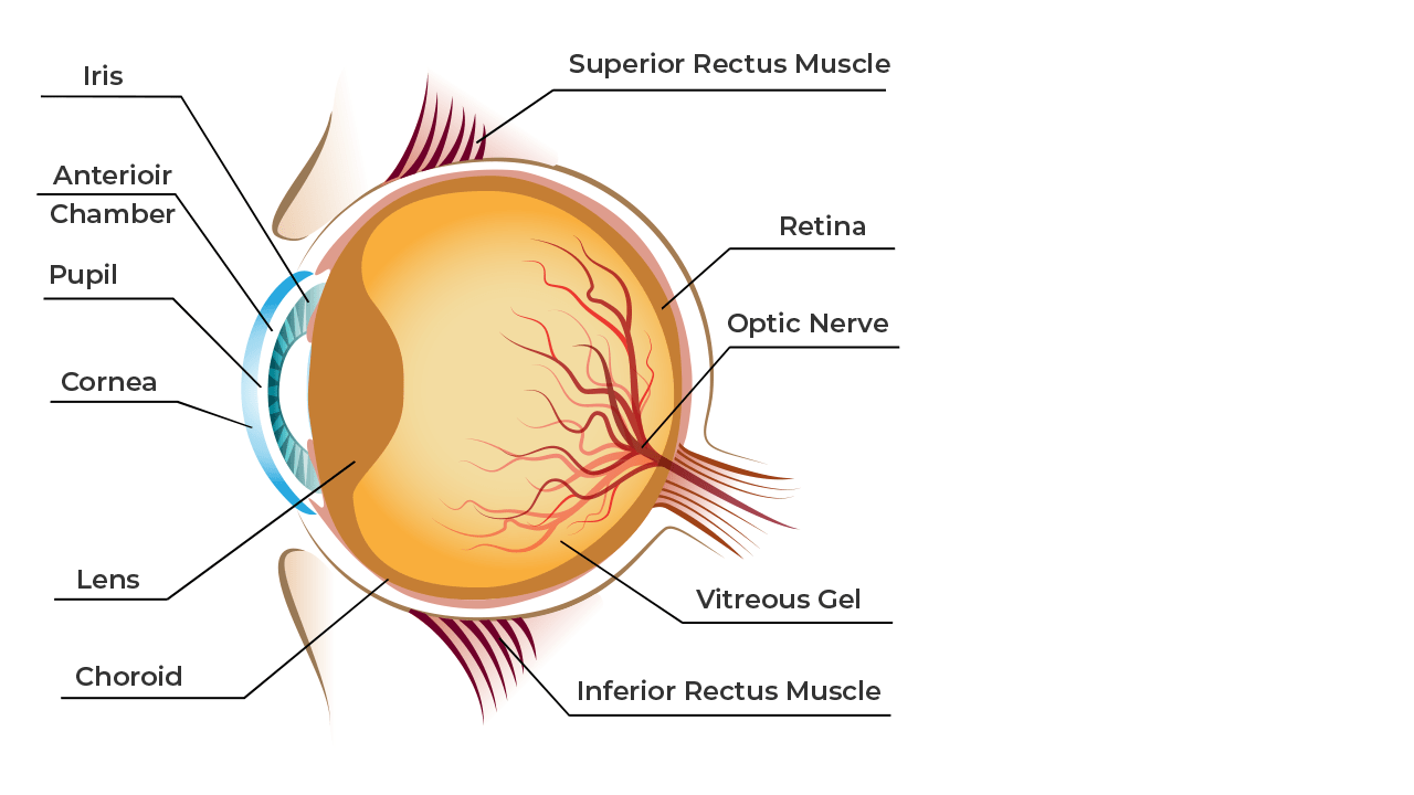 Human Eye